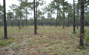 Land cleared of palmetto bushes